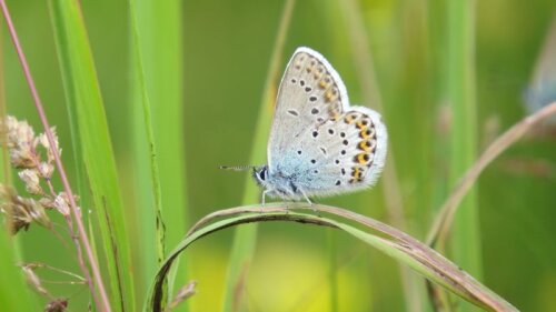 Idas-Bläuling (Plebejus idas)