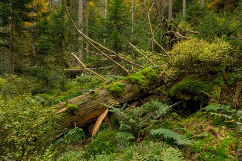 Vertragsnaturschutzprogramm