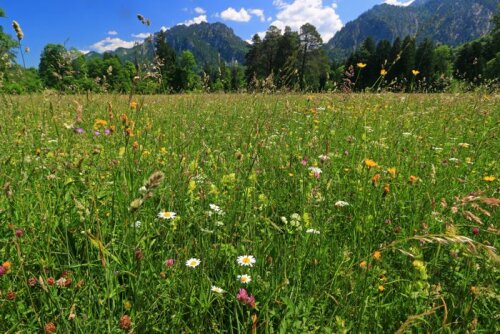 Blütenreich Ostallgäu