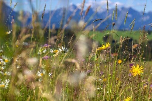 Blütenreich Ostallgäu