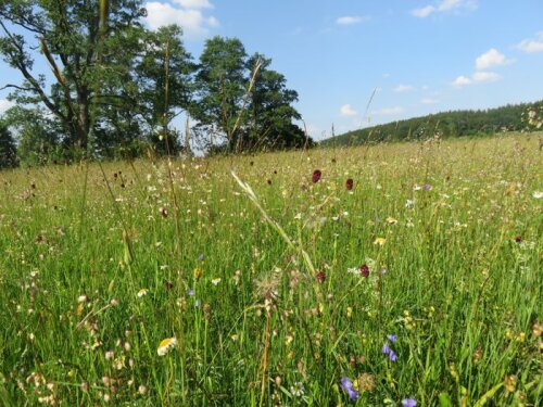 Vertragsnaturschutzprogramm
