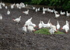 Frühling.Erlebnis.Bauernhof in Schwaben 3