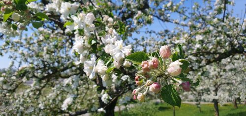 Apfelblüte im April 2024 in Schwaben